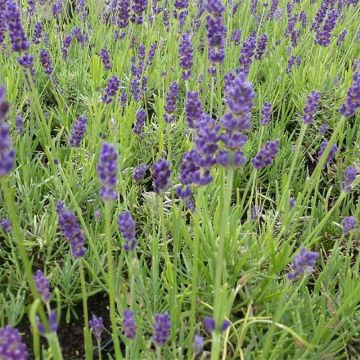 Lavandula angustifolia Twickel Purple - Lavanda vera