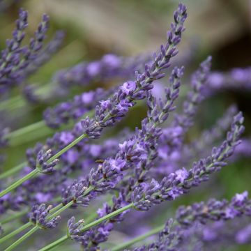 Lavandula intermedia Grosso - Lavandino