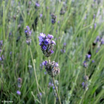 Lavandula latifolia - Lavanda