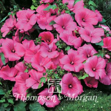 Lavatera trimestris Twins Hot Pink - Malva regina