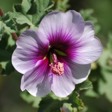 Lavatera maritima