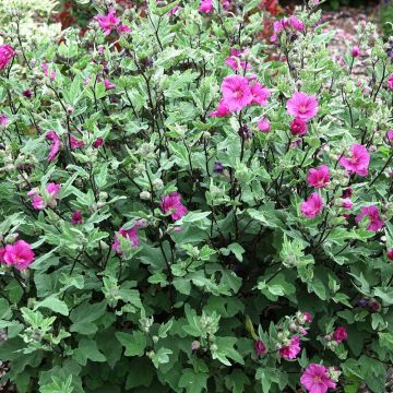 Lavatera Red Rum