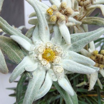 Leontopodium alpinum Blossom of Snow - Stella alpina