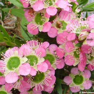 Leptospermum Karo Pearl Star - Manuka