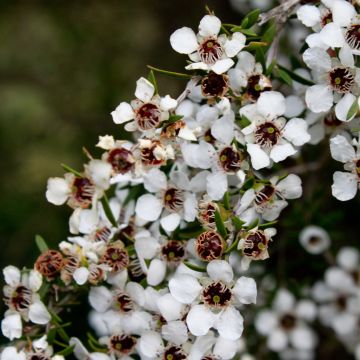 Leptospermum scoparium Blanc - Manuka