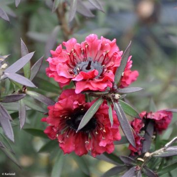 Leptospermum scoparium Crimson Glory - Manuka