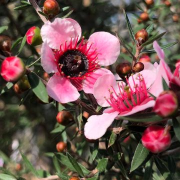 Leptospermum scoparium Martini - Manuka