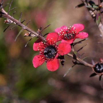 Leptospermum scoparium Nanum Kiwi - Manuka