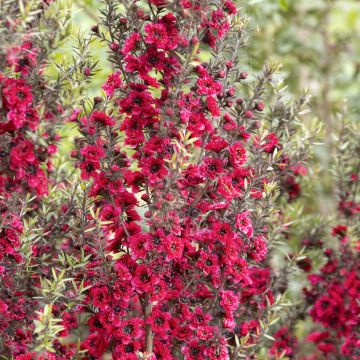 Leptospermum scoparium Red damask - Manuka