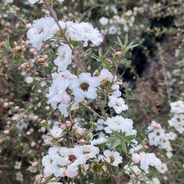 Leptospermum scoparium Snow Flurry - Manuka