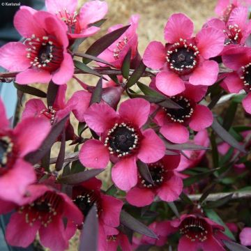 Leptospermum scoparium Red Falls - Manuka