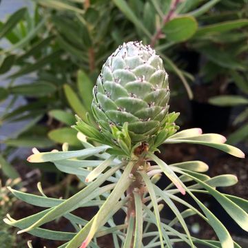 Leucadendron galpinii Purple Haze