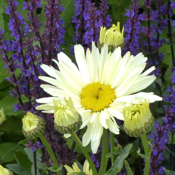 Leucanthemum superbum Banana Cream - Margherita