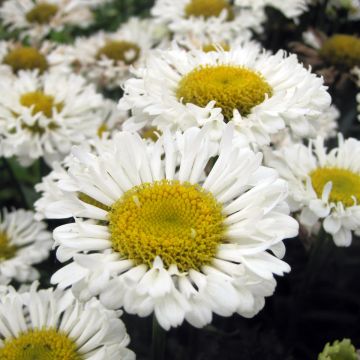 Leucanthemum superbum Real Neat - Margherita