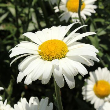 Leucanthemum superbum Alaska - Margherita