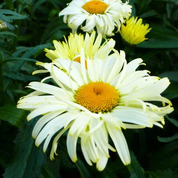 Leucanthemum superbum Broadway lights - Margherita