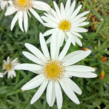 Leucanthemum superbum Christine Hagemann - Margherita