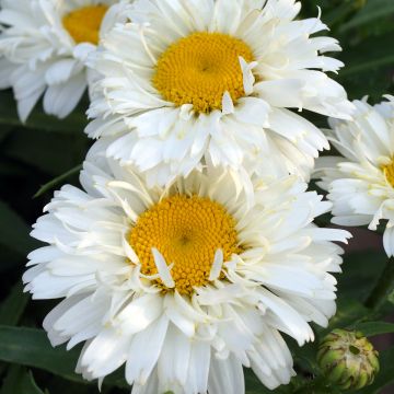 Leucanthemum superbum Freak - Margherita