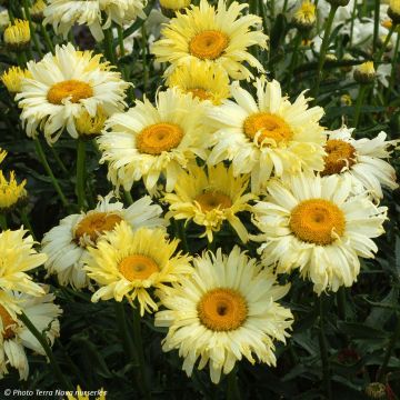 Leucanthemum superbum Goldfinch - Margherita