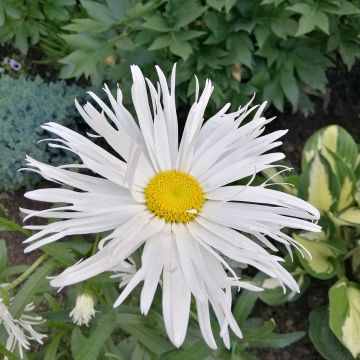 Leucanthemum superbum Old Court - Margherita