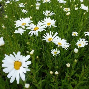 Leucanthemum superbum Polaris - Margherita