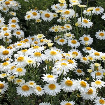 Leucanthemum superbum Real Glory - Margherita