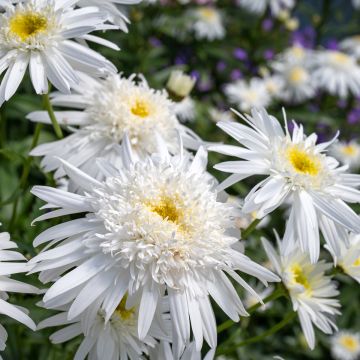 Leucanthemum superbum Wirral Supreme - Margherita