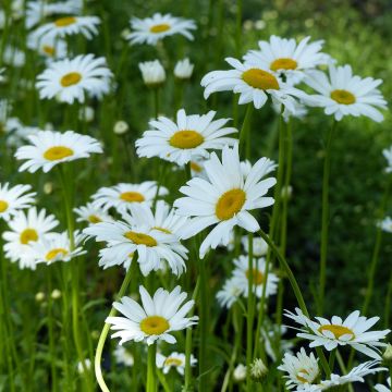 Leucanthemum vulgare Maikönigin - Margherita comune (semi)