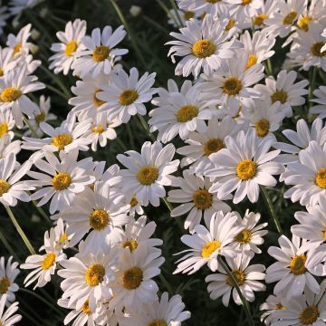 Leucanthemum superbum Brightside - Margherita