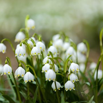 Leucojum aestivum Bridesmaid - Campanelle maggiori