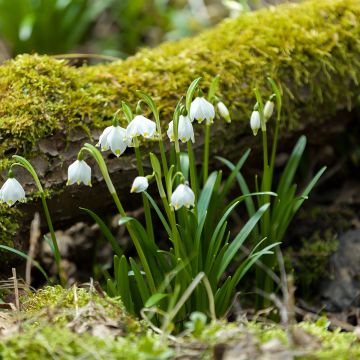 Leucojum vernum - Campanelle comuni