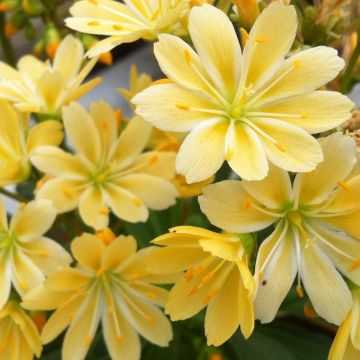 Lewisia cotyledon Golden Yellow