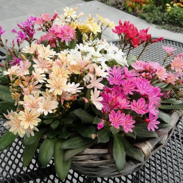 Lewisia cotyledon Elise Mix