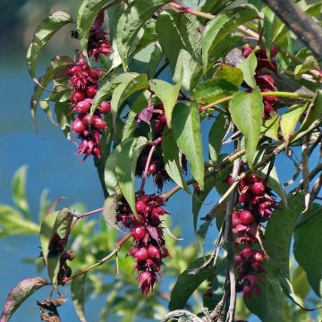 Leycesteria formosa - Caprifoglio himalayano