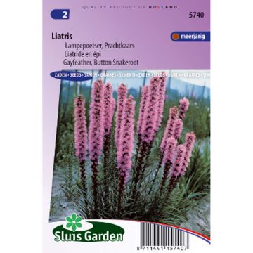 Liatris spicata (semi) - Liatride a spighe