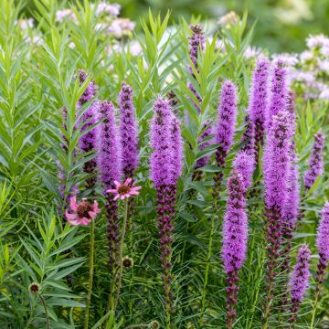 Liatris spicata - Liatride a spighe