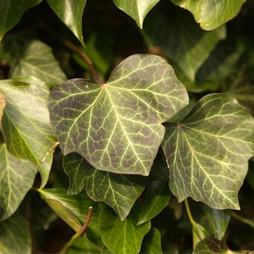 Hedera helix Woerner - Edera