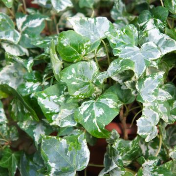 Hedera helix Kolibri - Edera