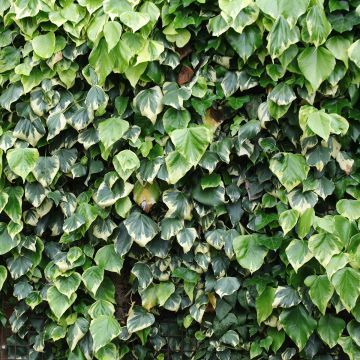 Hedera colchica Dentata Variegata - Edera variegata