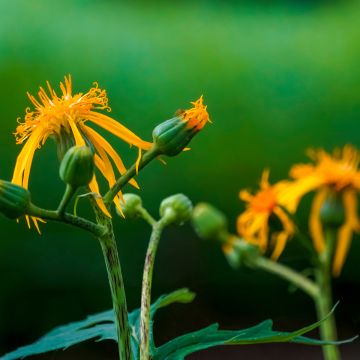 Ligularia japonica Rising Sun BSWJ6293