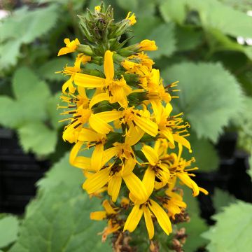 Ligularia stenocephala The Rocket