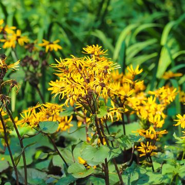 Ligularia dentata Othello