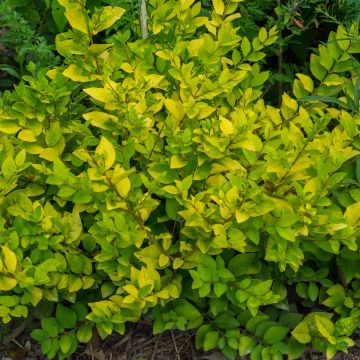 Ligustrum vicaryi - Ligustro