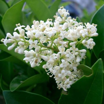 Ligustrum japonicum Texanum - Ligustro giapponese