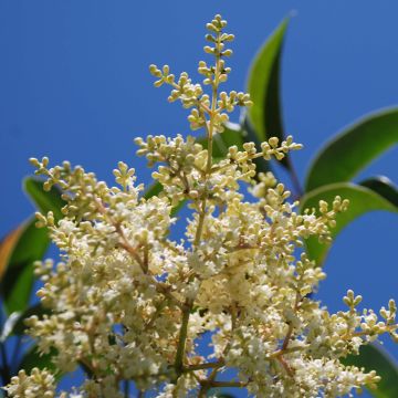 Ligustrum lucidum - Ligustro lucido