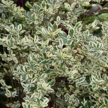 Ligustrum ovalifolium Argenteum - Ligustro a foglie ovali