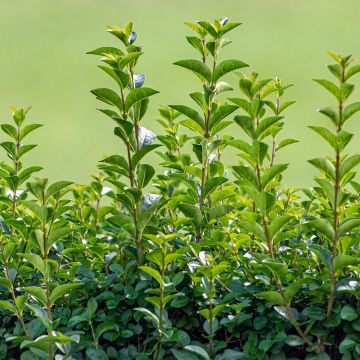 Ligustrum ovalifolium Green Diamond - Ligustro a foglie ovali