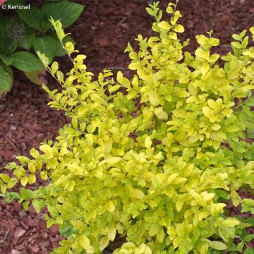 Ligustrum sinense Sunshine - Ligustro cinese