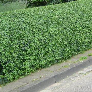 Ligustrum vulgare Lodense - Ligustro