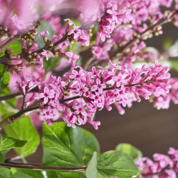 Syringa meyeri Little Rosie - Lillà nano